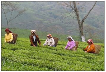 紅茶品種：大吉嶺紅茶|紅茶種類及特點