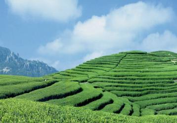 政和白茶標準樣在濟全國首發|白茶新聞