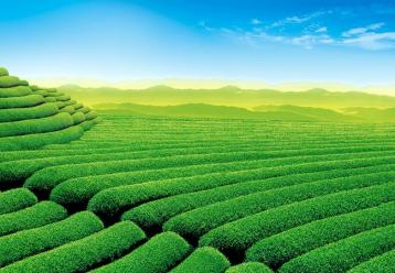 2014年中國十大名茶排行榜及其簡介