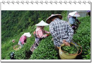 臺灣頻現農藥殘留超標“問題茶”|茶葉資訊
