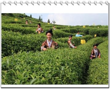 茶葉栽培技術|茶樹培育技術