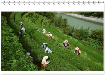 茶葉種植技術|茶樹栽培