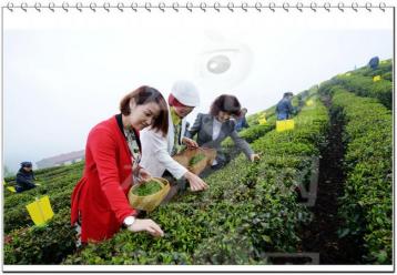 無公害茶葉的防蟲技術 |茶葉防蟲技術
