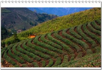 改良土壤可提升茶葉品質|茶葉栽培