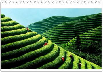 2012年評選的中國十大名茶及產地