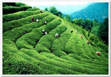 福建綠茶分類介紹|綠茶種類