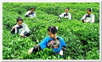 黃金茶168號綠茶茶樹新品種通過省級現場評議
