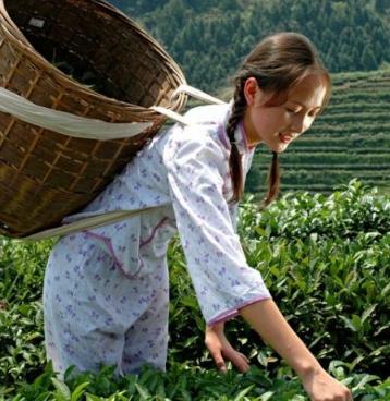 安化黑茶種類|安化黑茶品種大全