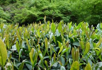 武夷巖茶的種類有多少|巖茶品種