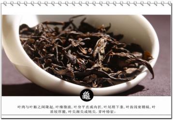 武夷巖茶“水金龜”圖片展示|巖茶圖片