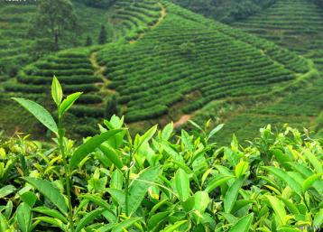 福建安溪秋茶產量預計達1.8萬噸|烏龍茶行情