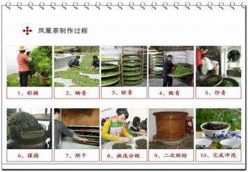 鳳凰單叢茶制作流程|廣東烏龍茶制作