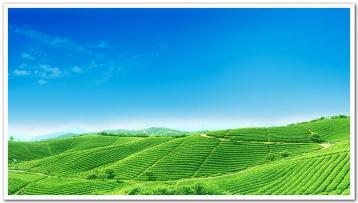 云南六大茶山的來歷|普洱茶產地