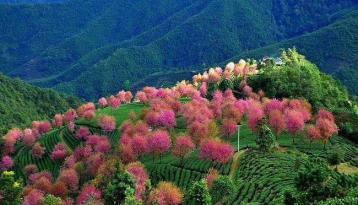 云南無量山自然保護區|普洱茶產地