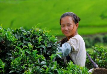 無量山茶園采茶圖|茶家寨生態園圖片