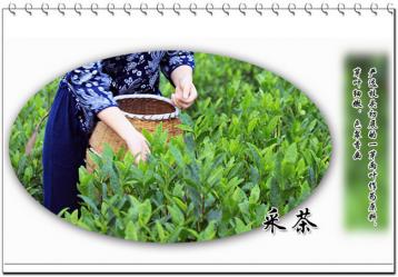 黃大茶的制作方法|黃茶工藝