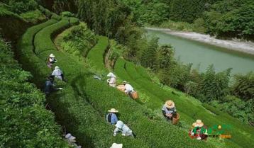 岳陽市供銷社力促岳陽黃茶產業發展