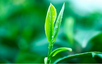 天臺黃茶栽培管理技術要點|茶葉種植