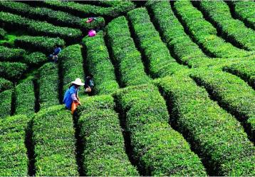 中國茶葉種植行業現狀分析|茶葉種植前景