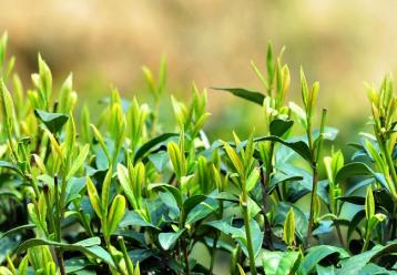 茶樹病蟲害物理防治方案