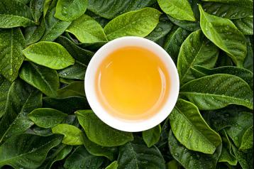 土法防治茶葉病蟲害|無公害茶葉栽培