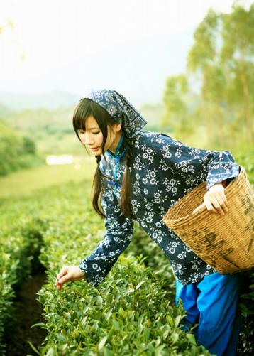茶葉手工采摘方法|茶葉采摘技術