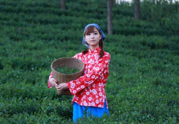 安溪鐵觀音的采摘季節|茶葉采摘