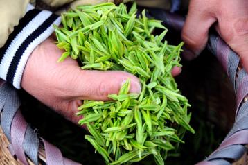 茶葉加工工藝：鮮葉原料的處理