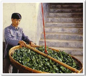 尤溪縣茶葉加工業發展現狀及對策|茶葉論文