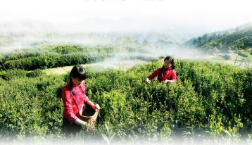滇紅:世界茶樹原生地孕育的一朵奇葩|滇紅文化