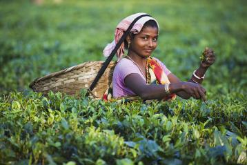 印度茶文化|外國茶文化