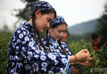 中國綠茶及其特性|中國茶葉知識