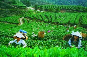 現代的制茶方法|中國制茶方法
