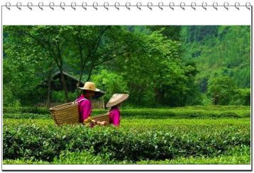 貴州雷山縣望豐鄉大力發展茶產業助農增收