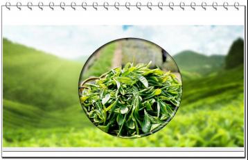 茶樹新品種--龍井長葉|茶葉科技成果