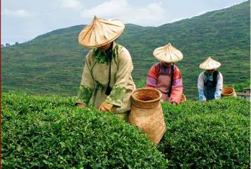 永春佛手茶品質比較優勢研究|郭雅玲