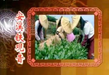 中國名茶【安溪鐵觀音】|中國茶文化