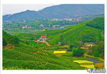 安吉白茶園風景圖|茶山攝影圖