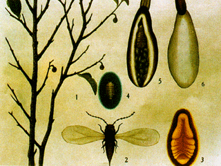 茶樹蟲害--茶樹桑褐刺蛾